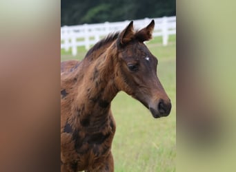 Arabian Partbred, Stallion, 1 year, 16 hh, Brown