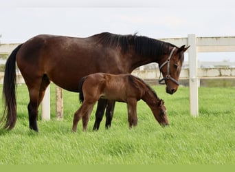 Arabian Partbred, Stallion, 1 year, 16 hh, Brown