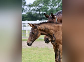 Arabian Partbred, Stallion, 1 year, 16 hh, Brown