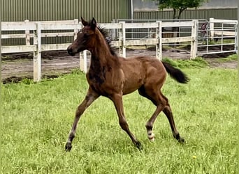 Arabian Partbred, Stallion, 1 year, 16 hh, Brown