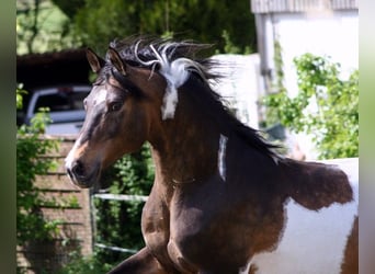 Arabian Partbred, Stallion, 21 years, 15.2 hh, Tobiano-all-colors
