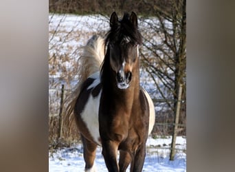 Arabian Partbred, Stallion, 23 years, 15,1 hh, Buckskin