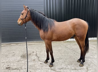 Arabian Partbred, Stallion, 2 years, 14.1 hh, Brown