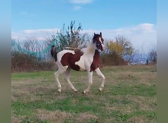 Arabian Partbred, Stallion, 2 years, 14 hh