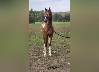Arabian Partbred Mix, Stallion, 2 years, 14,1 hh, Tobiano-all-colors