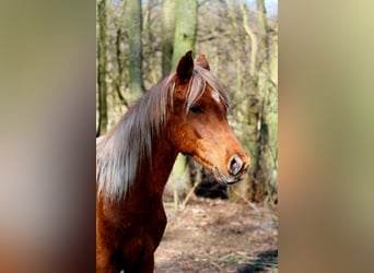 Arabian Partbred, Stallion, 2 years, 14,3 hh, Chestnut-Red