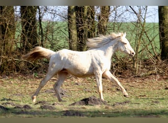 Arabian Partbred, Stallion, 2 years, 14,3 hh, Palomino