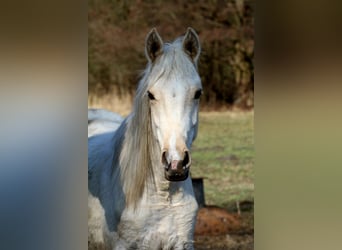 Arabian Partbred, Stallion, 2 years, 14,3 hh, Palomino