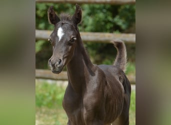 Arabian Partbred, Stallion, 2 years, 15 hh