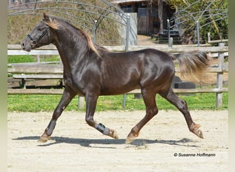 Arabian Partbred, Stallion, 2 years, 15 hh