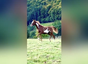 Arabian Partbred, Stallion, 2 years, 15 hh, Overo-all-colors