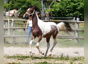 Arabian Partbred, Stallion, 2 years, 15,1 hh, Tobiano-all-colors