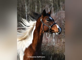 Arabian Partbred, Stallion, 2 years, 15,1 hh, Tobiano-all-colors