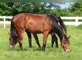 Arabian Partbred, Stallion, 2 years, 16 hh, Brown