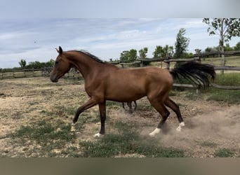 Arabian Partbred Mix, Stallion, 3 years, 15.1 hh, Bay