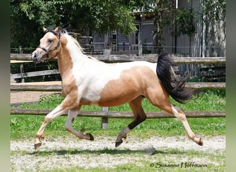 Arabisches Partbred, Hengst, 3 Jahre, 15 hh, Tobiano-alle-Farben