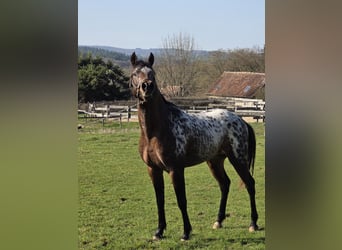 Arabian Partbred, Stallion, 3 years, 15,1 hh, Leopard-Piebald