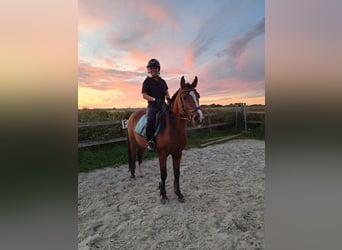 Arabian Partbred, Stallion, 4 years, 14.1 hh, Bay-Dark