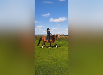 Arabian Partbred, Stallion, 4 years, 14.1 hh, Bay-Dark