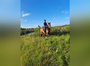 Arabian Partbred, Stallion, 4 years, 14.1 hh, Bay-Dark