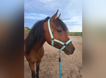 Arabian Partbred, Stallion, 4 years, 14.1 hh, Bay-Dark