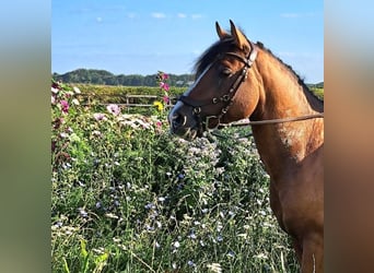 Arabian Partbred, Stallion, 4 years, 14.1 hh, Bay-Dark