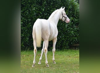 Arabian Partbred, Stallion, 5 years, 15.1 hh, Cremello Arabian Partbred, Stallion, 5 years, 15.1 hh, Cremello