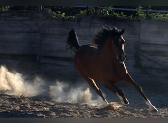 Arabian Partbred, Stallion, 6 years, 15,1 hh, Brown