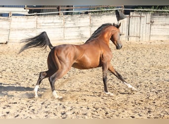 Arabian Partbred, Stallion, 6 years, 15,1 hh, Brown