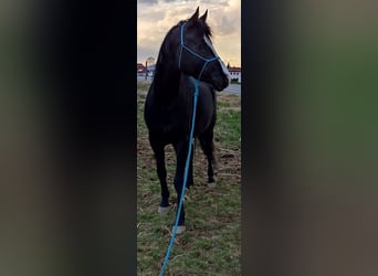 Arabian Partbred, Stallion, 7 years, 15 hh, Black