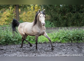 Arabian Partbred, Stallion, 16 years, 14,1 hh, Champagne