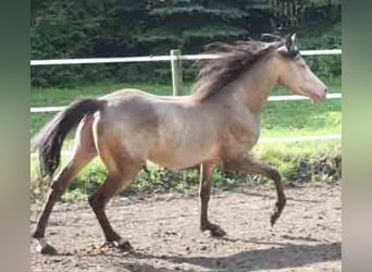 Arabian Partbred, Stallion, 16 years, 14,1 hh, Champagne