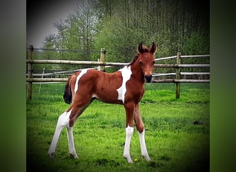 Arabisches Partbred, Hengst, Fohlen (04/2024), 14,2 hh, Tobiano-alle-Farben