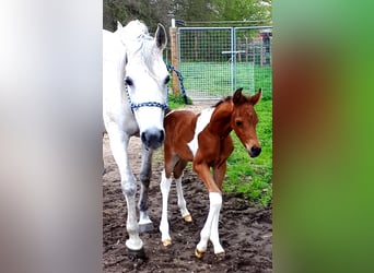 Arabian Partbred, Stallion, Foal (04/2024), 14,2 hh, Tobiano-all-colors