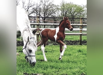 Arabisches Partbred, Hengst, Fohlen (04/2024), 14,2 hh, Tobiano-alle-Farben