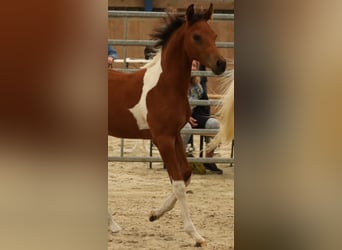 Arabisches Partbred, Hengst, Fohlen (04/2024), 14,2 hh, Tobiano-alle-Farben