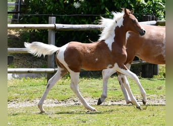 Arabian Partbred, Stallion, Foal (03/2024), 14,3 hh, Tobiano-all-colors