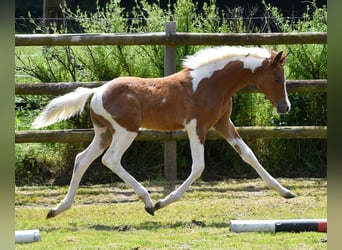 Arabisches Partbred, Hengst, Fohlen (03/2024), 14,3 hh, Tobiano-alle-Farben