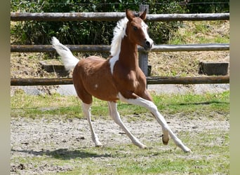 Arabisches Partbred, Hengst, Fohlen (03/2024), 14,3 hh, Tobiano-alle-Farben