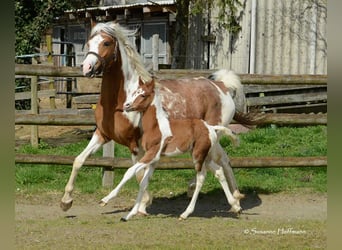Arabian Partbred, Stallion, Foal (03/2024), 14.3 hh, Tobiano-all-colors