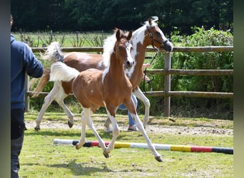 Arabisches Partbred, Hengst, Fohlen (03/2024), 14,3 hh, Tobiano-alle-Farben