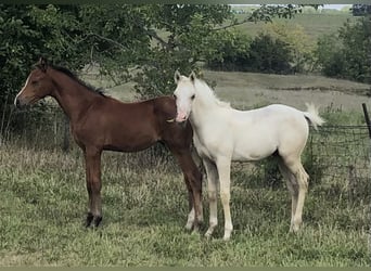 Arabian Partbred, Stallion, Foal (05/2023), 14 hh, Palomino