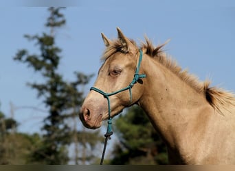 Arabian Partbred, Stallion, Foal (02/2025), 14,2 hh, Champagne