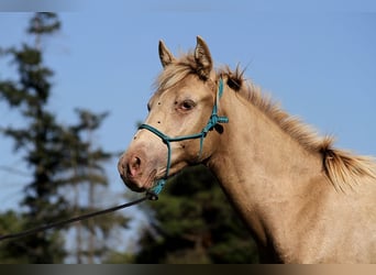 Arabian Partbred, Stallion, Foal (02/2025), 14,2 hh, Champagne