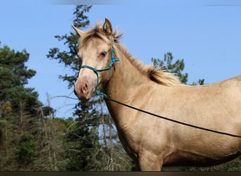 Arabian Partbred, Stallion, Foal (02/2025), 14,2 hh, Champagne