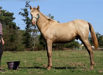 Arabian Partbred, Stallion, Foal (02/2025), 14,2 hh, Champagne