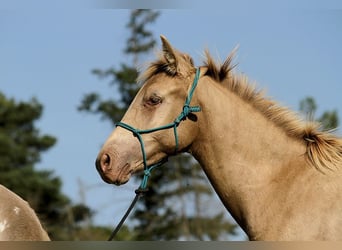Arabian Partbred, Stallion, Foal (02/2025), 14,2 hh, Champagne