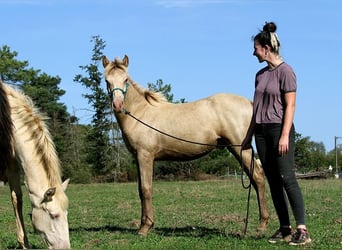Arabian Partbred, Stallion, Foal (02/2025), 14,2 hh, Champagne