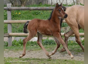 Arabian Partbred, Stallion, Foal (03/2024), 15.1 hh, Brown
