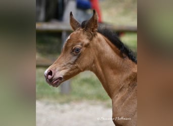 Arabian Partbred, Stallion, Foal (05/2025), 15.1 hh, Champagne Arabian Partbred, Stallion, Foal (05/2025), 15.1 hh, Champagne